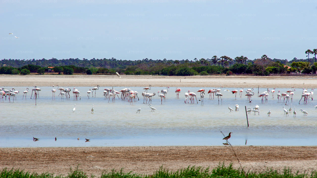 Flamingo Watching from Bundala National Park