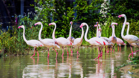 Flamingo Watching from Bundala National Park