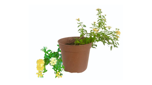 Lakpura Lantana Plant