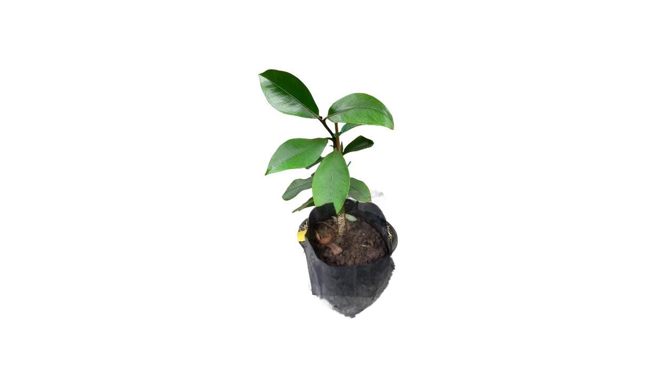 Lakpura Mangosteen (Mangus) Plant