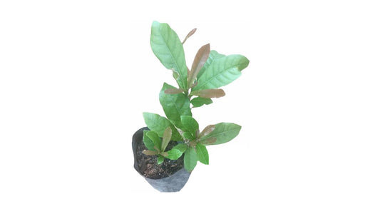 Lakpura Miracle Berry Layered Plant