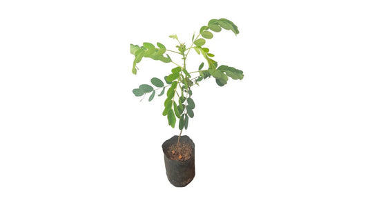 Lakpura Ranawara Plant