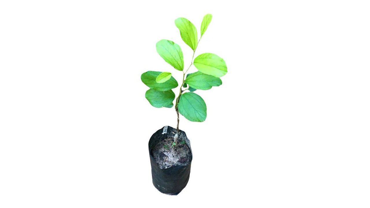 Lakpura Thai Apple Masan Grafted Plant