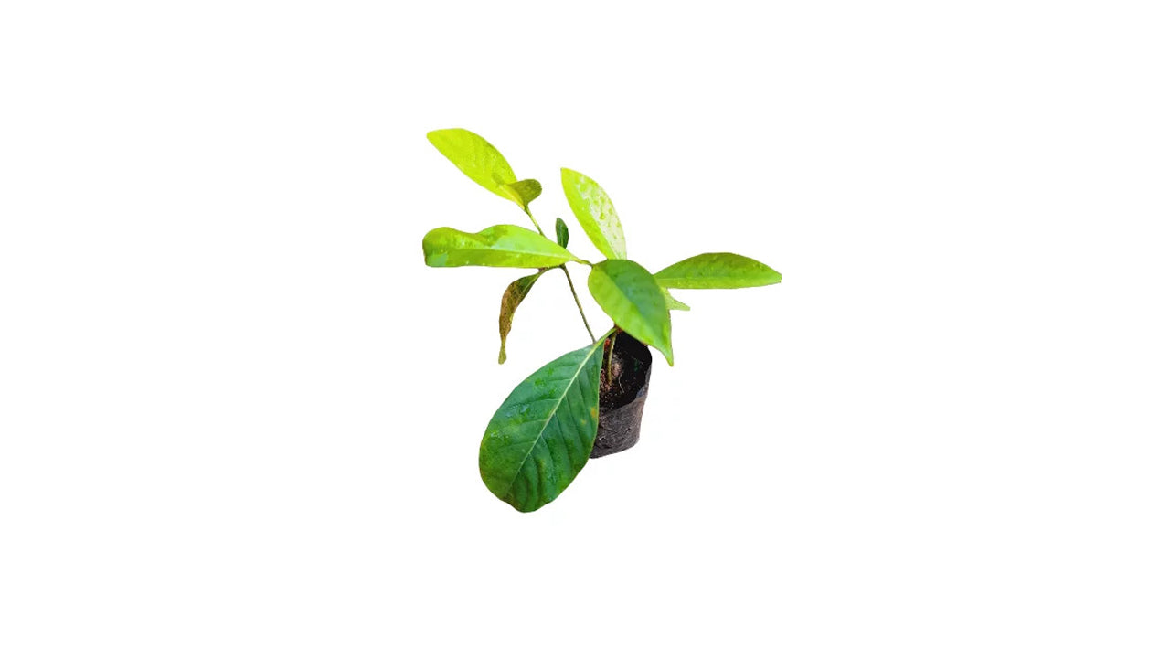 Lakpura Vihara Pichcha Plant