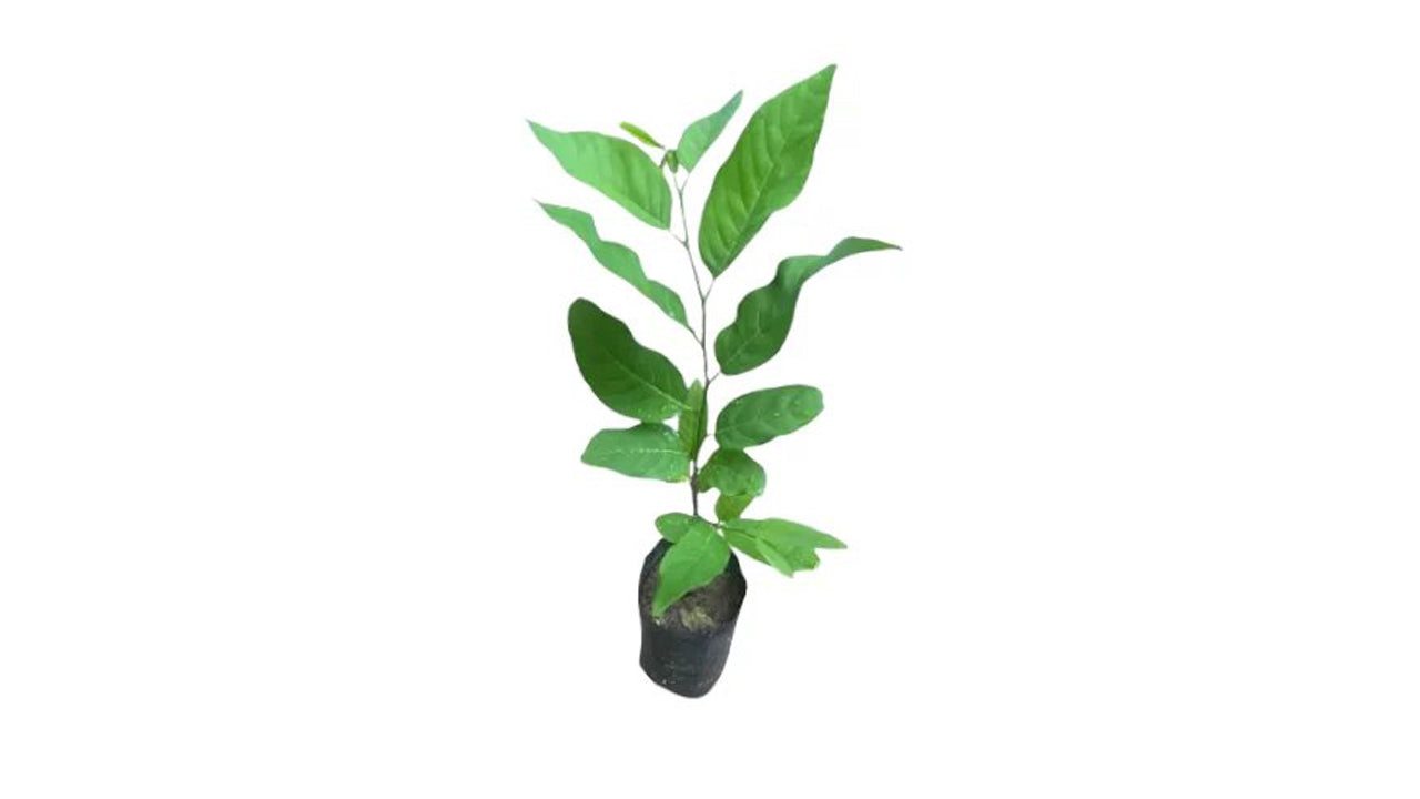 Lakpura Cherimoya Plant